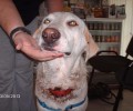 Εισαγγελέας Πρωτοδικών Πύργου: Άσκησε έφεση κατά της απόφασης που αθώωνε ιδιοκτήτη σκύλου από τις ευθύνες του